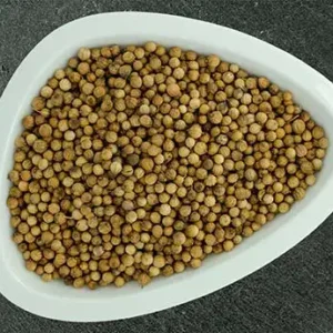 kardamomsamen, saat kardamom